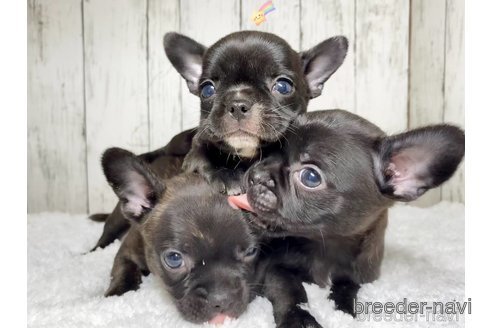 成約済の茨城県のミックス犬-317756の21枚目
